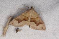 Scotopteryx angularia