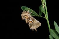 Spatalia argentina