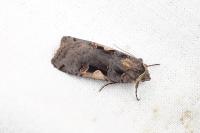 Xestia c-nigrum