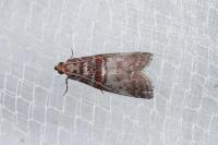 Acrobasis advenella