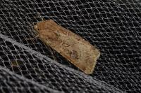 Agrotis bigramma