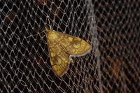 Anania verbascalis