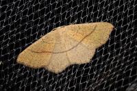Cyclophora suppunctaria