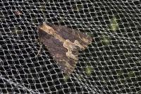 Dypterygia scabriuscula