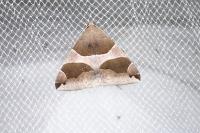 Dysgonia algira