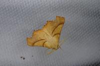 Ennomos fuscantaria