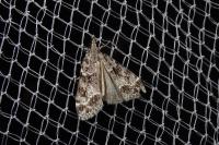 Eudonia mercurella