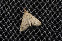 Metasia cuencalis bourgognei