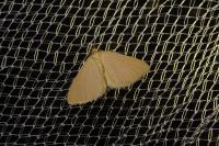 Minoa murinata