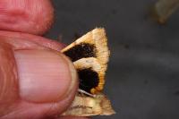Noctua fimbriata