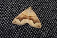 Scotopteryx angularia