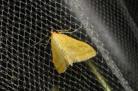 Sitochroa verticalis