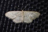 Idaea seriata