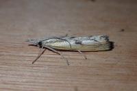 Agriphila inquinatella