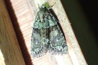 Cryphia algae
