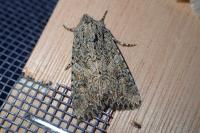 Anarta trifolii