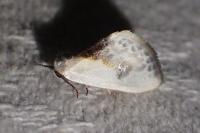 Cilix glaucata