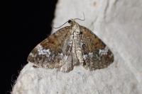 Perizoma alchemillata