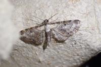 Eupithecia succenturiata