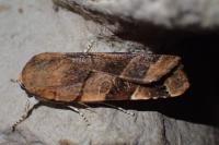 Noctua fimbriata