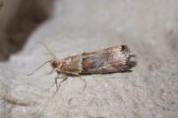 Acrobasis tumidana