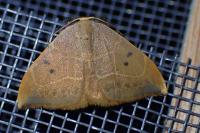 Watsonalla binaria