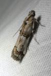 Pempelia palumbella