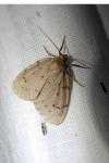 Paidia rica