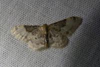 Idaea filicata