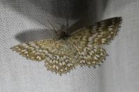 Scopula tessellaria