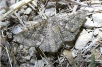 Selidosema taeniolaria