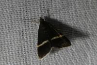 Pyrausta cingulata
