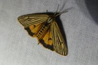 Spiris striata