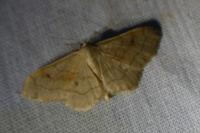 Idaea rubraria