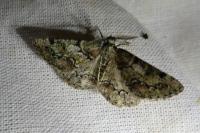 Cleorodes lichenaria