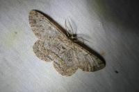 Hypomecis punctinalis