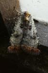 Epilecta linogrisea