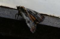 Epilecta linogrisea