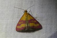 Pyrausta virginalis