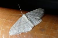 Idaea subsericeata