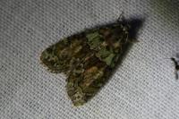 Cryphia algae