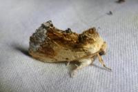 Ptilodon cucullina