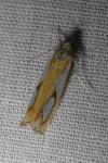 Catoptria pinella