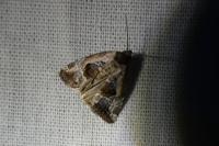 Elaphria venustula
