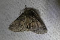 Gluphisia crenata