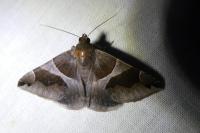 Dysgonia algira