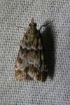 Eudonia mercurella