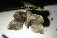 Laothoe populi
