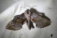 Laothoe populi