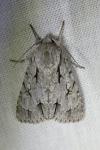 Acronicta psi/tridens